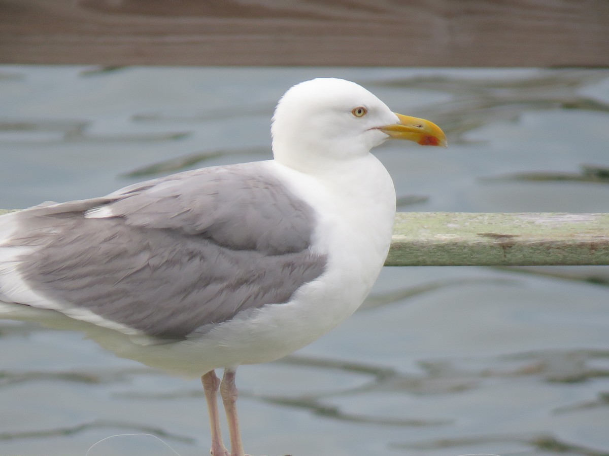 Herring Gull - ML202461481