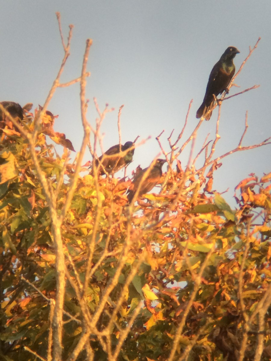 Common Grackle - ML20246221