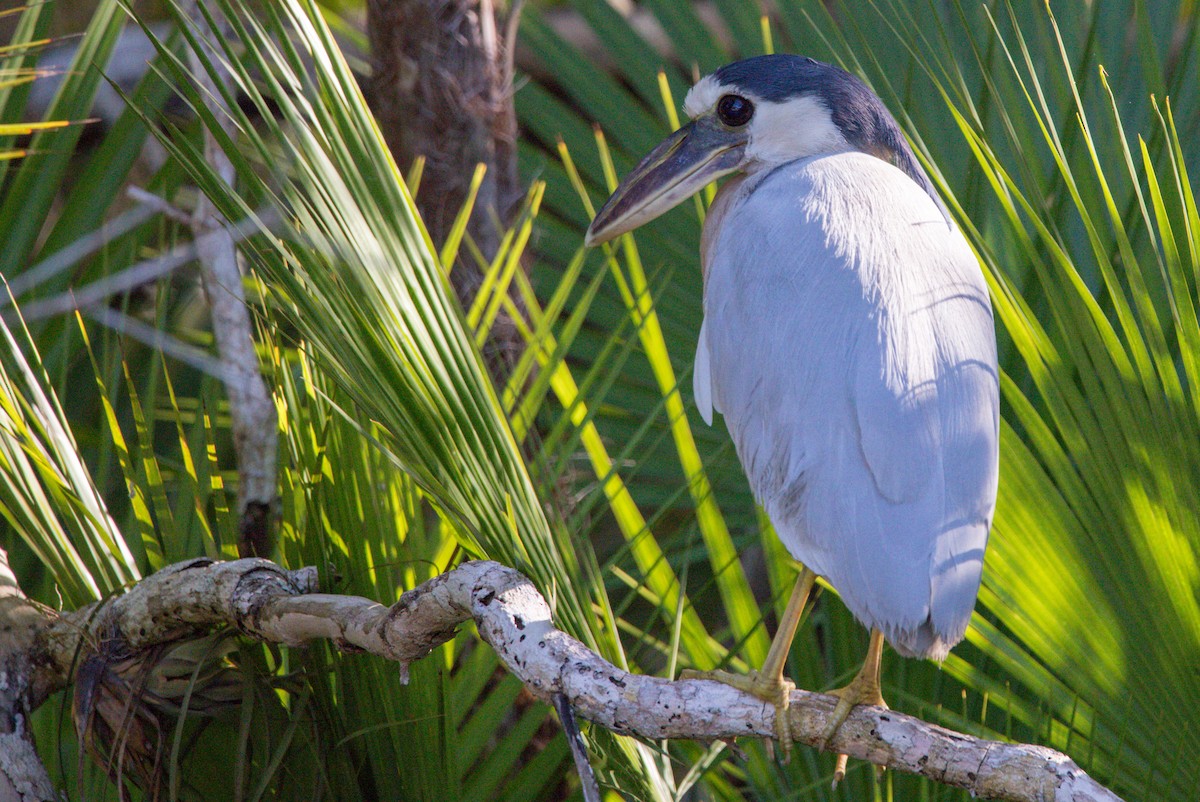Boat-billed Heron - Adrian  Blanco