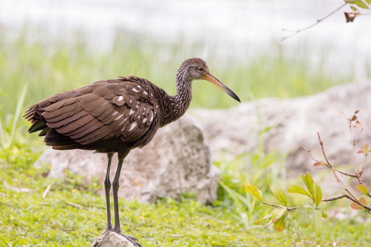 Limpkin - ML202463251