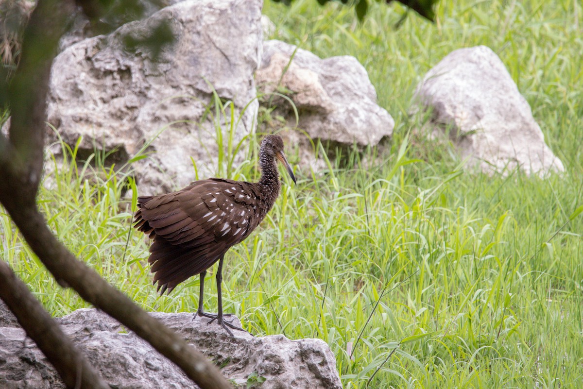 Limpkin - ML202463271