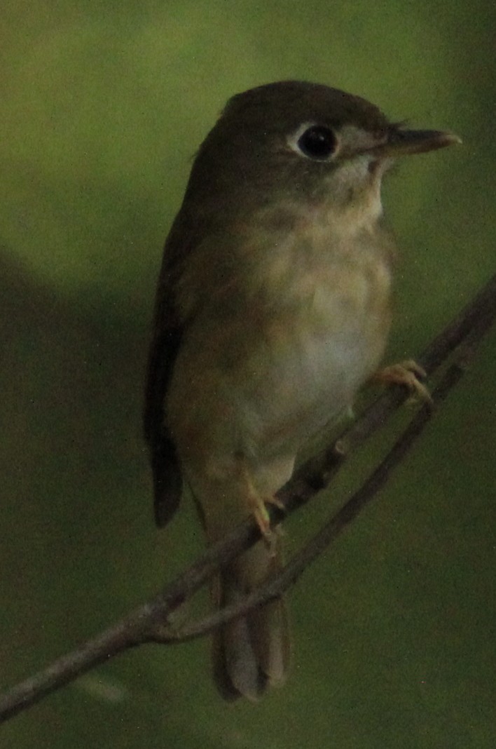 Brown-breasted Flycatcher - ML202466201
