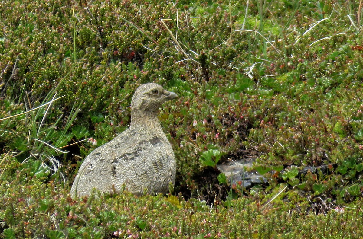 Rufous-bellied Seedsnipe - ML202467911