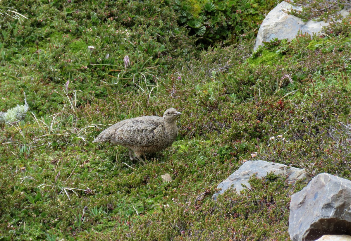 Rufous-bellied Seedsnipe - ML202467931