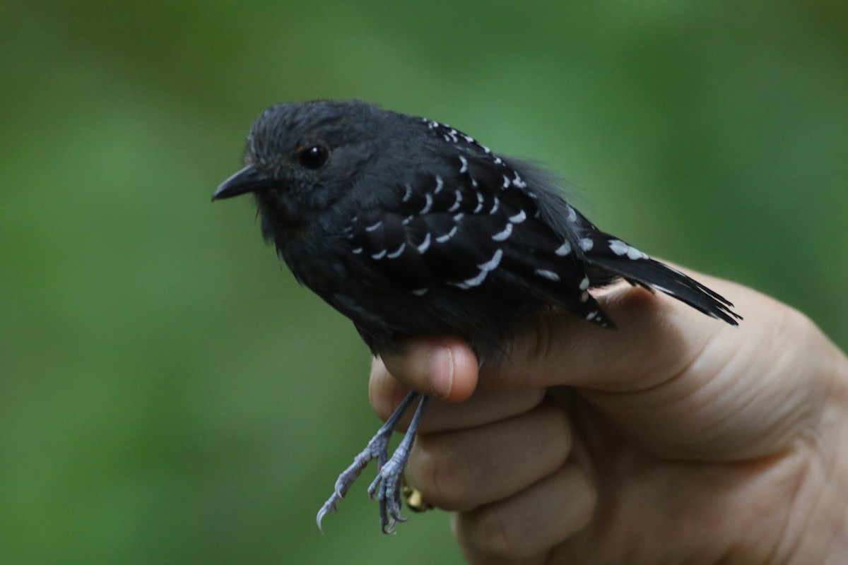 Common Scale-backed Antbird (Buff-breasted) - ML202468601