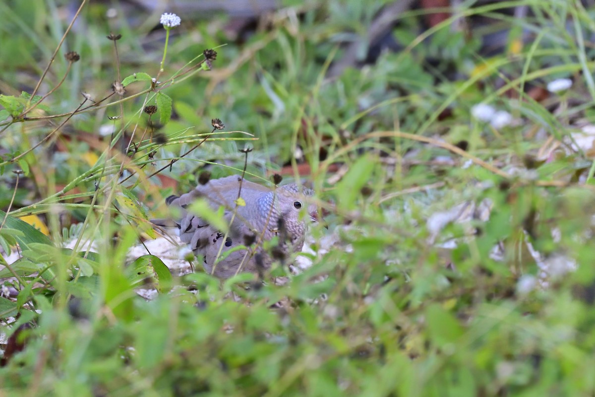 Common Ground Dove - Luis Guillermo