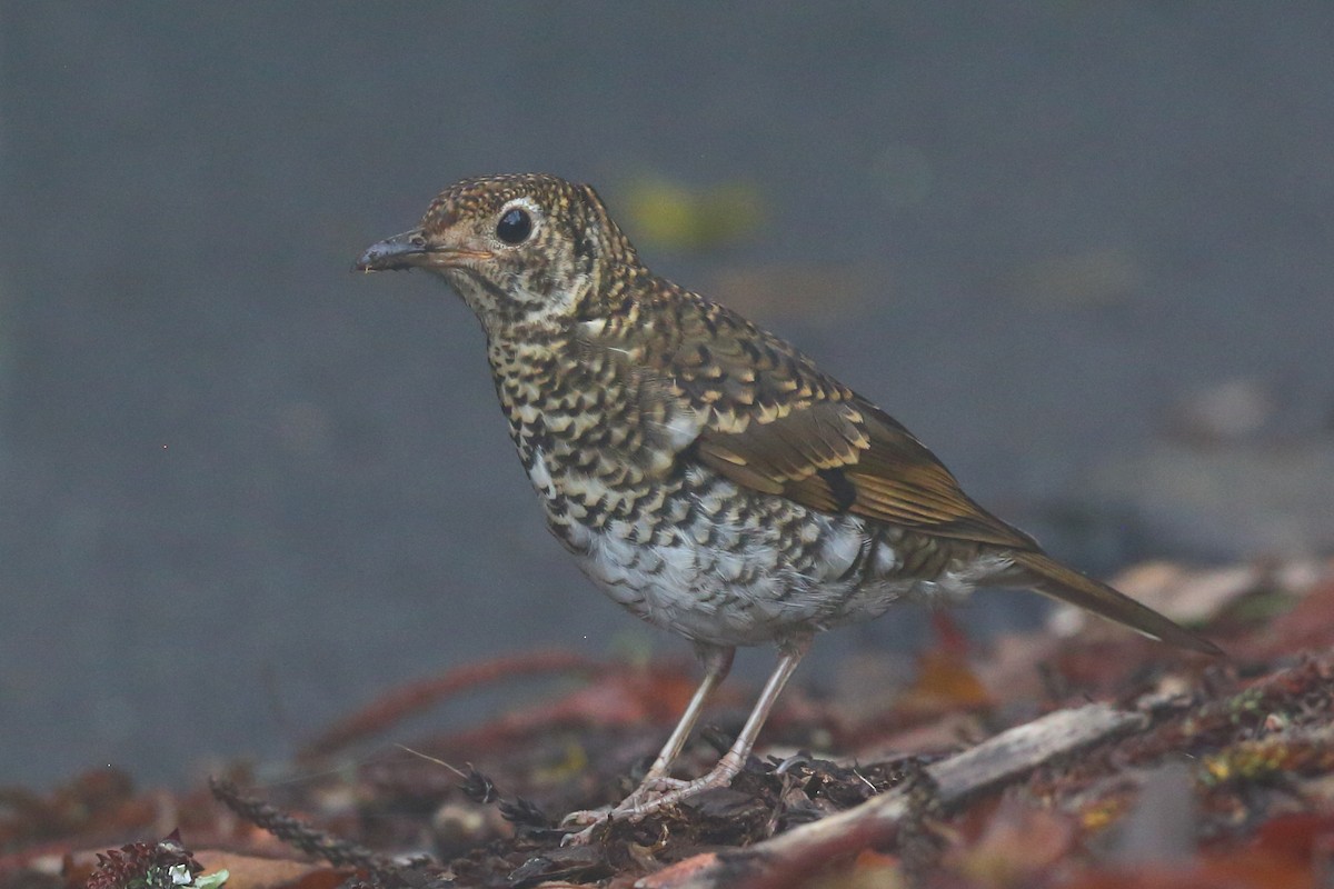 Bassian Thrush - Bruce Robinson