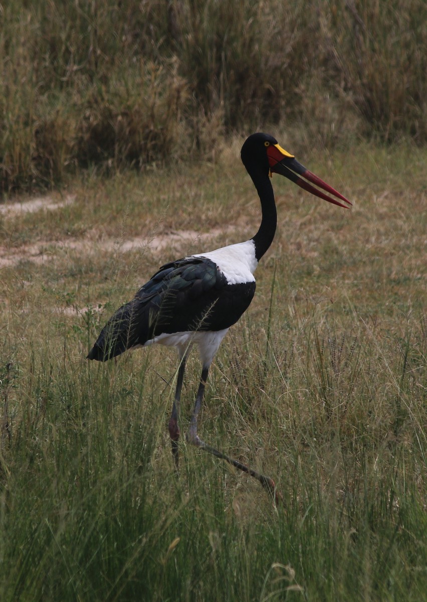 Saddle-billed Stork - ML202471101