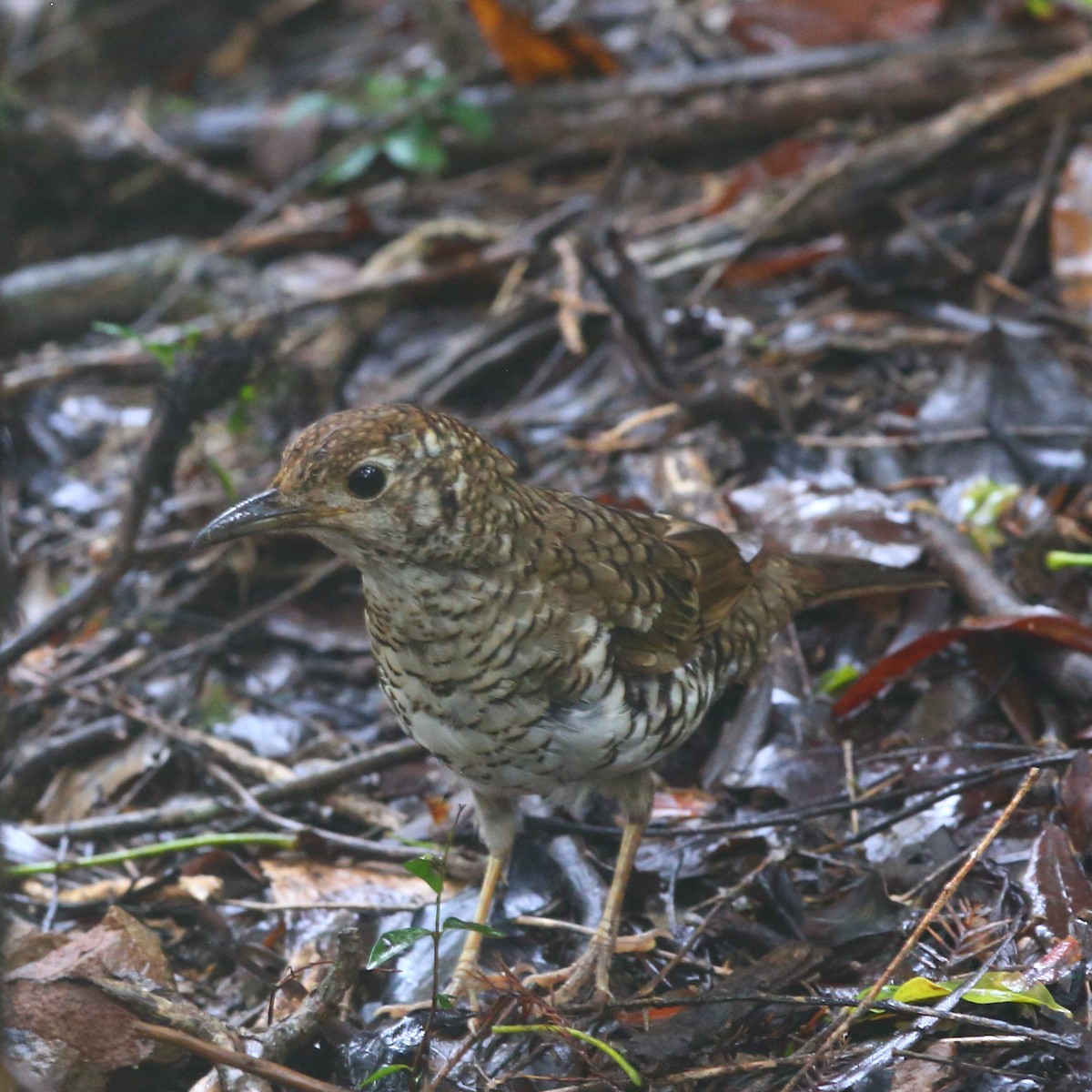 Russet-tailed Thrush - Bruce Robinson