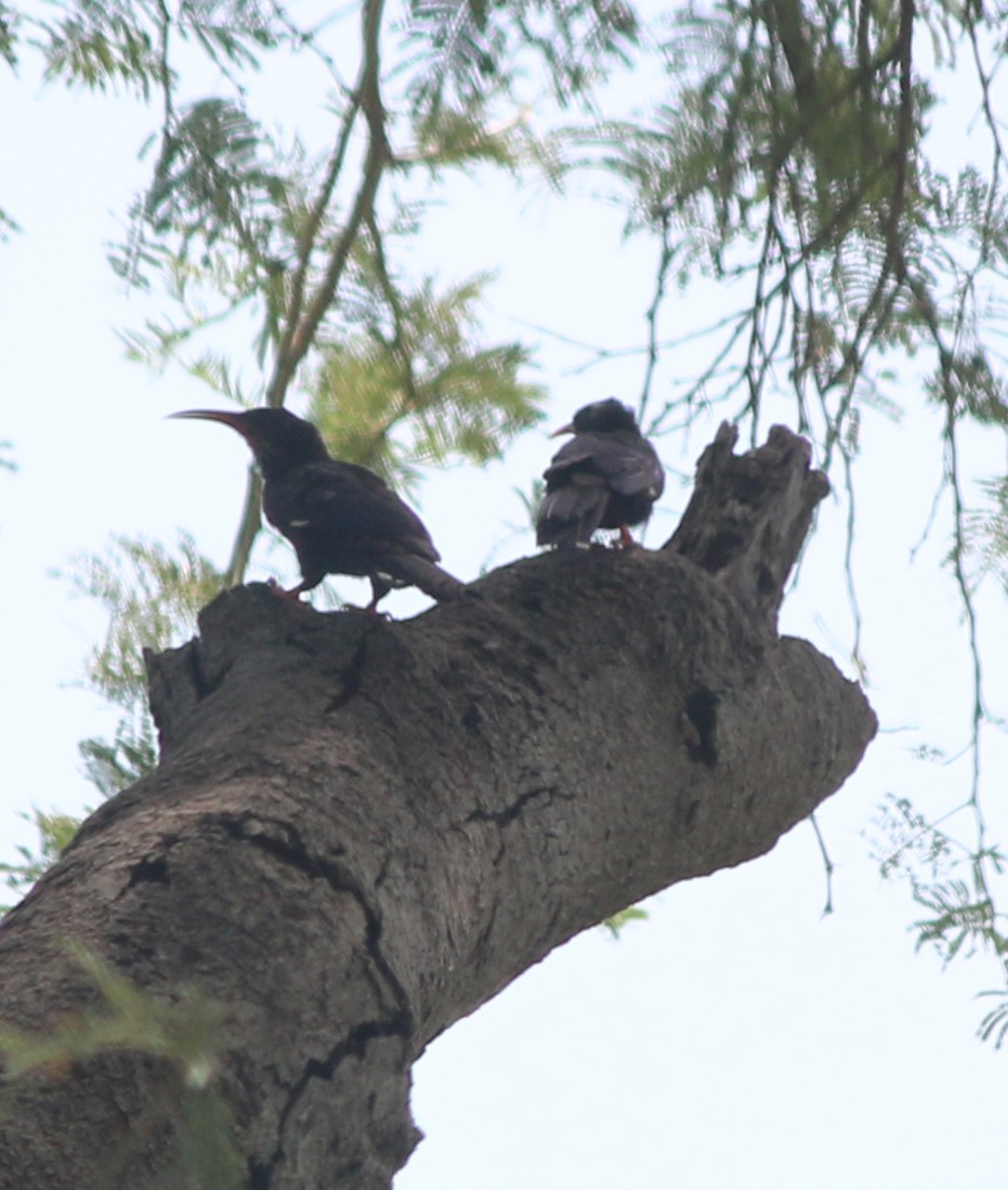 Green Woodhoopoe - ML202471251