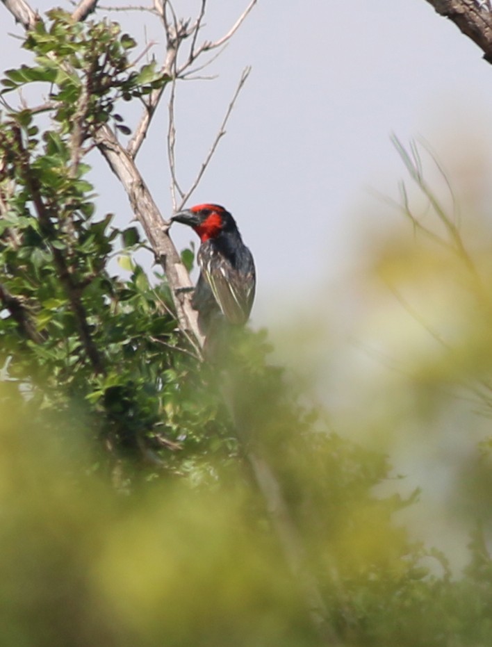 Black-billed Barbet - ML202471441