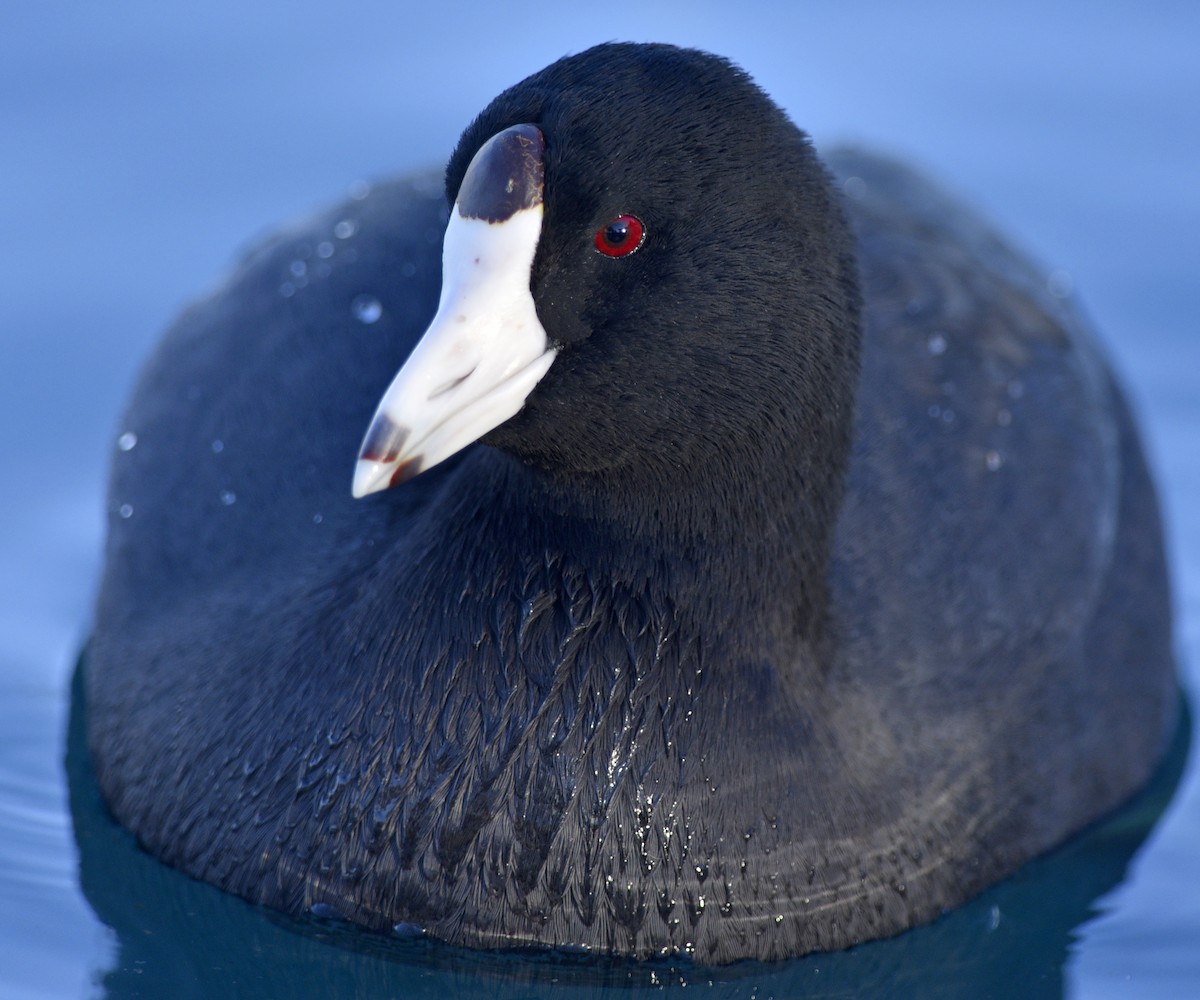 American Coot - ML202472181