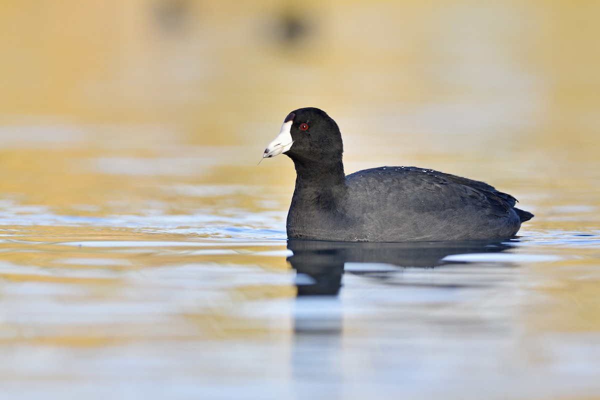 American Coot - Daniel Irons