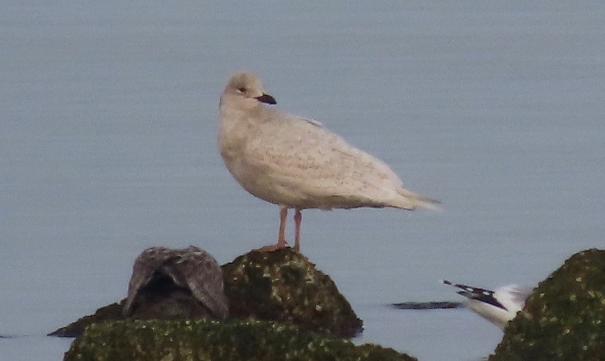 Iceland Gull - ML202473291