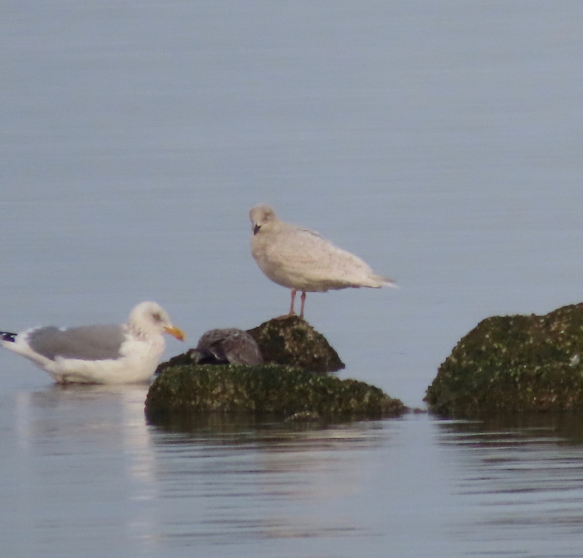 Iceland Gull - ML202473311