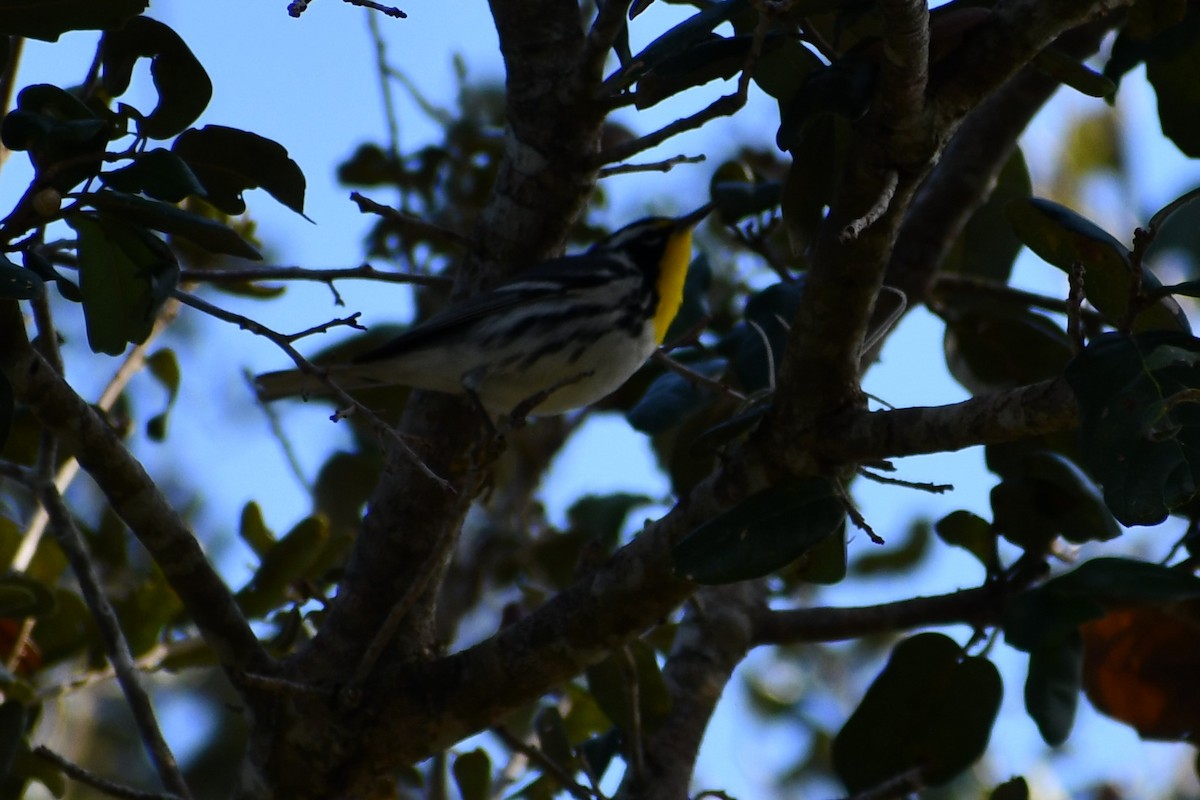 Yellow-throated Warbler - Arlene Hamburg