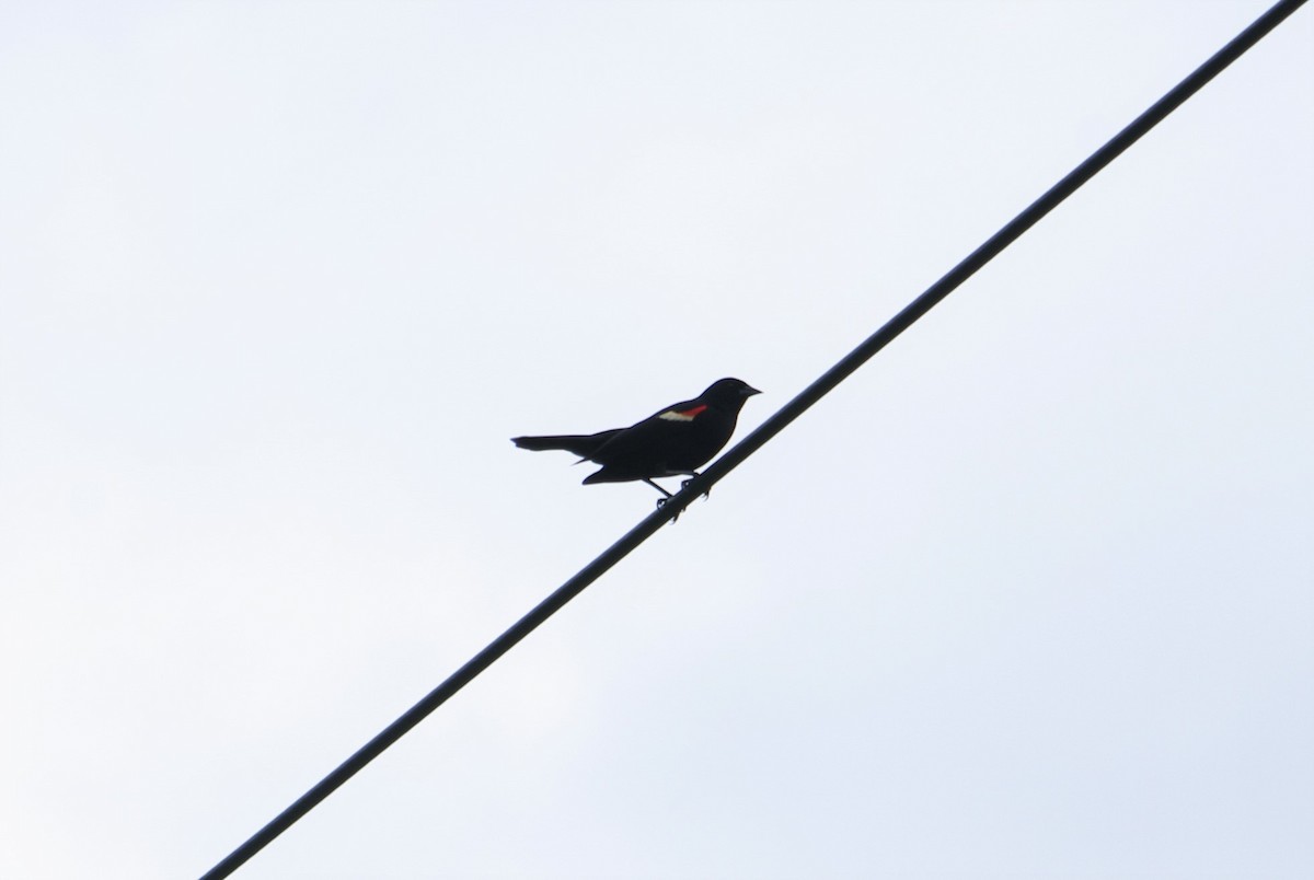 Red-winged Blackbird - Tia Offner
