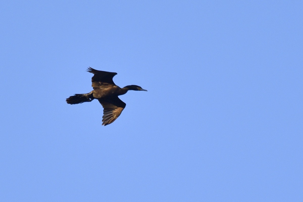 Neotropic Cormorant - Daniel Irons