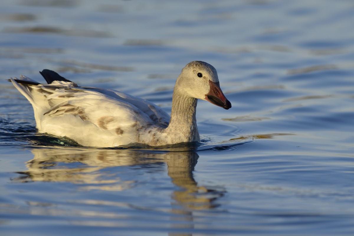Snow Goose - Daniel Irons