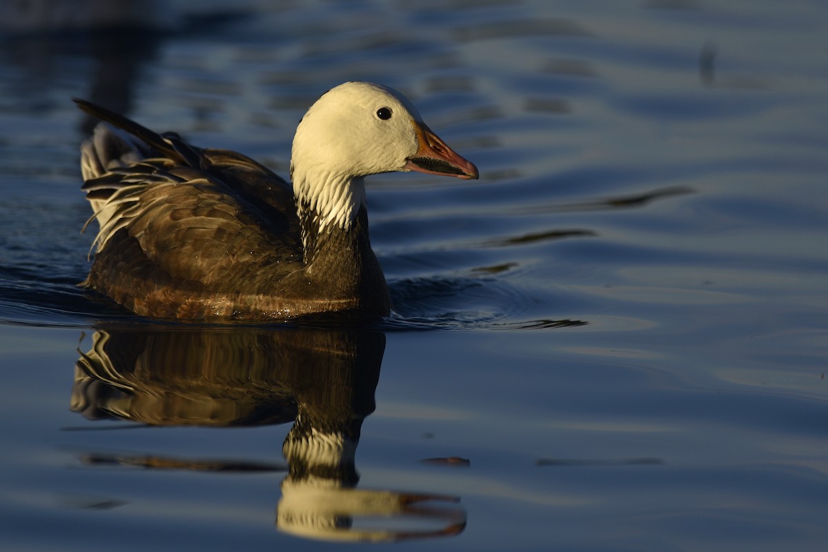 Snow Goose - Daniel Irons