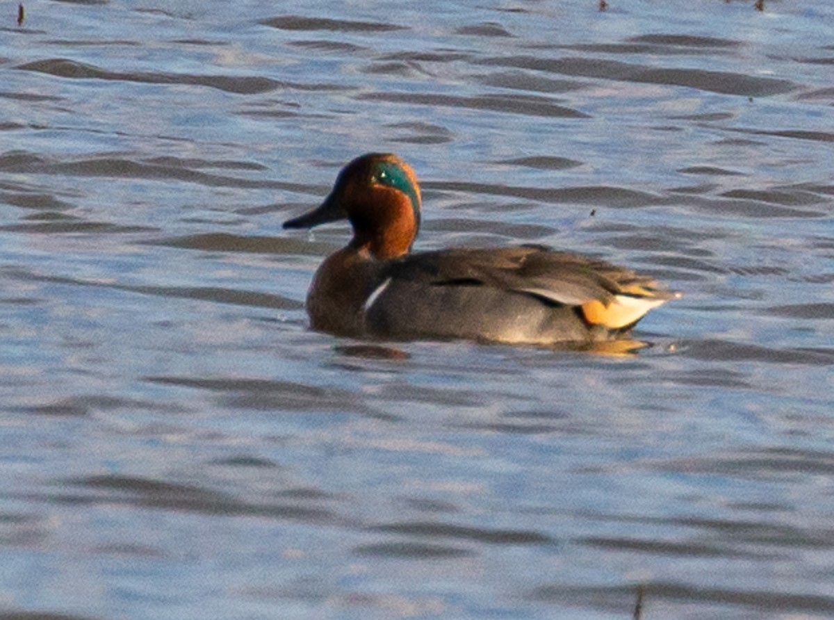 Green-winged Teal - ML202479331
