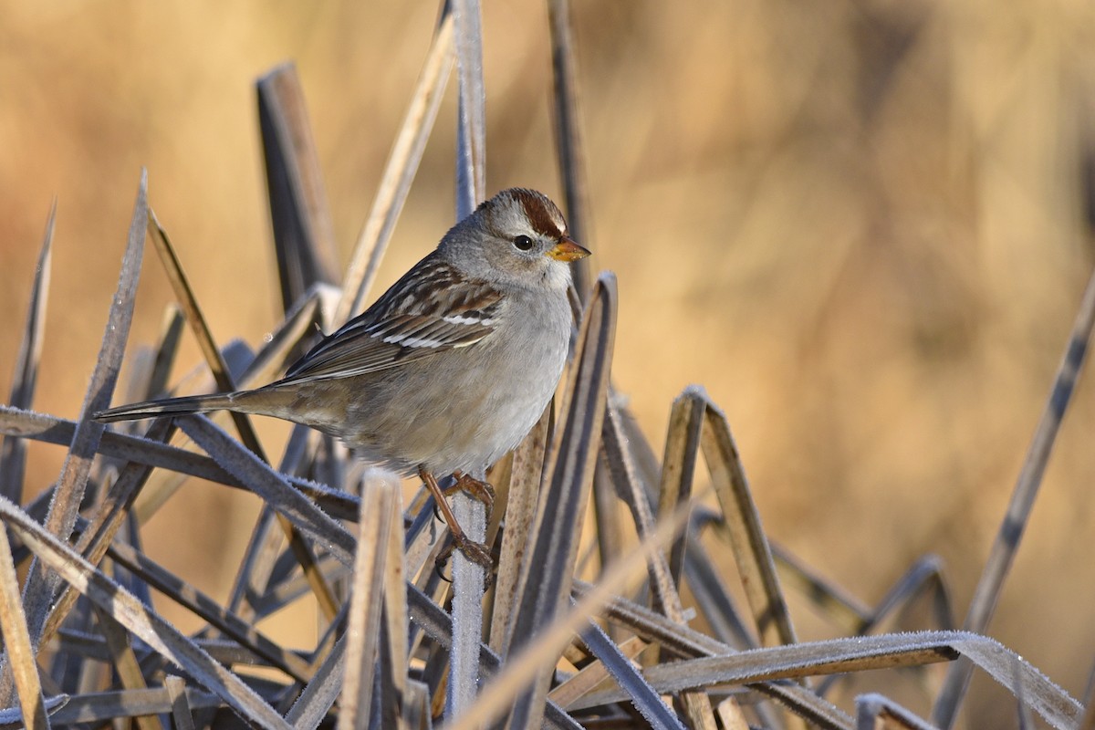 White-crowned Sparrow (Gambel's) - ML202481991
