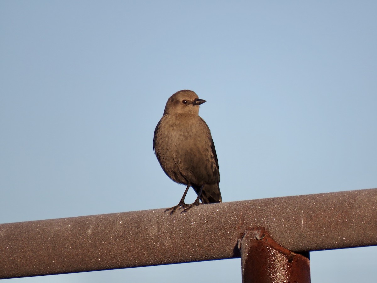 Brewer's Blackbird - Alan  Troyer