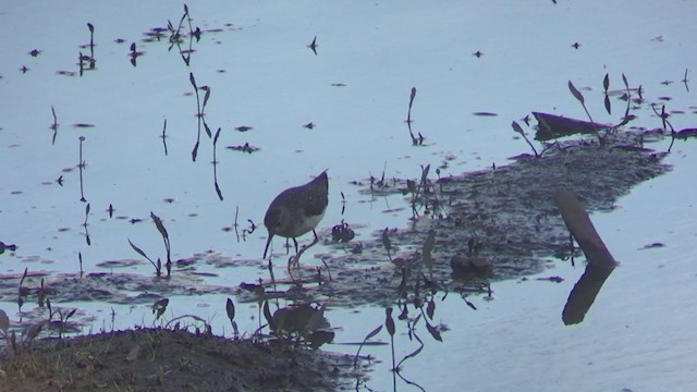 Solitary Sandpiper - ML202486201