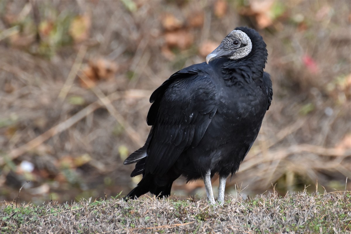 Black Vulture - Derek Hudgins