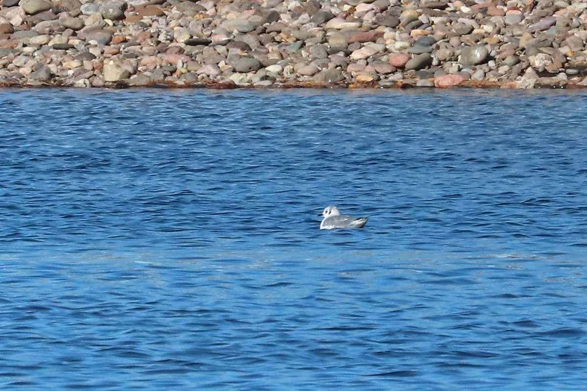 Mouette de Bonaparte - ML202489051