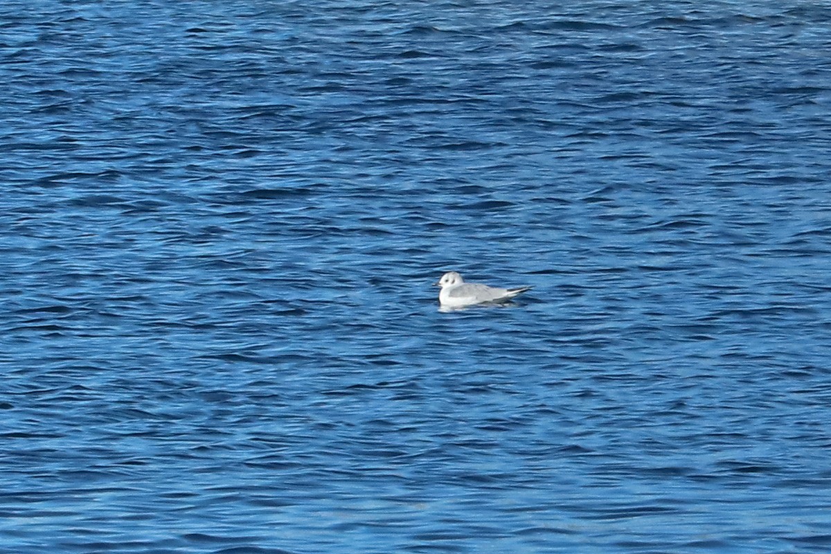 Mouette de Bonaparte - ML202489061