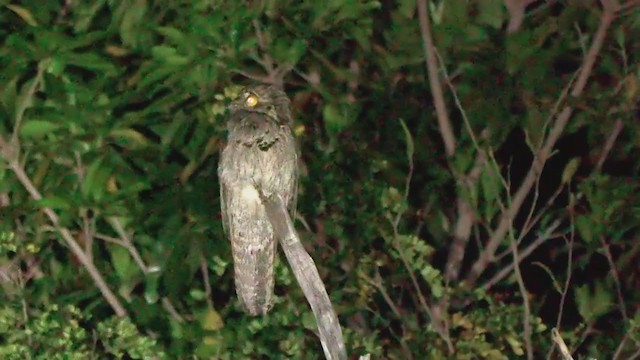 Northern Potoo - ML202491971