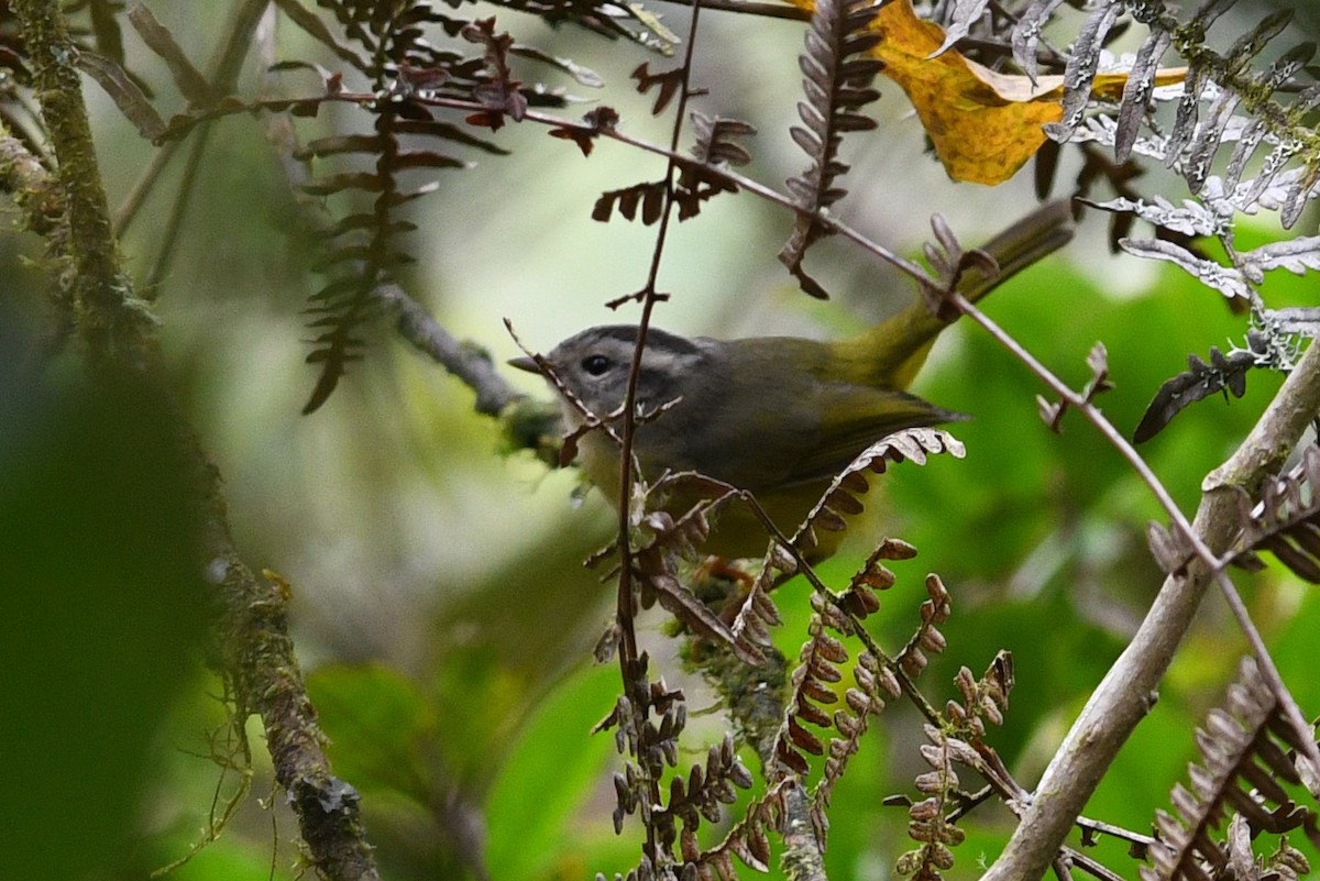 Three-banded Warbler - ML202492071