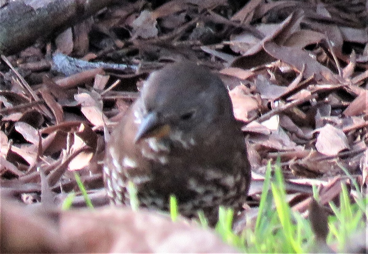 Fox Sparrow - ML202492531