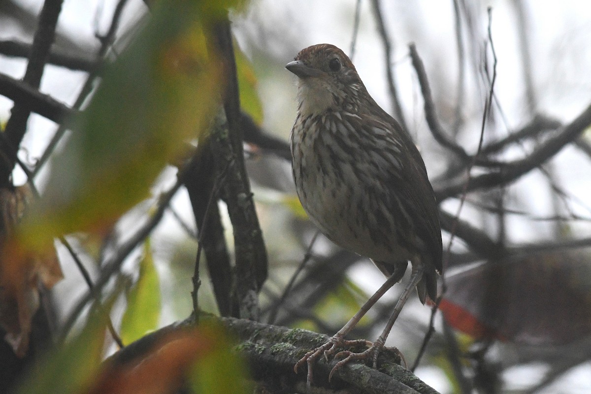 Watkins's Antpitta - David M. Bell