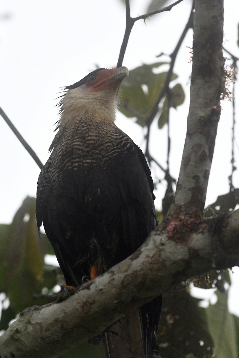 Crested Caracara (Northern) - ML202493741