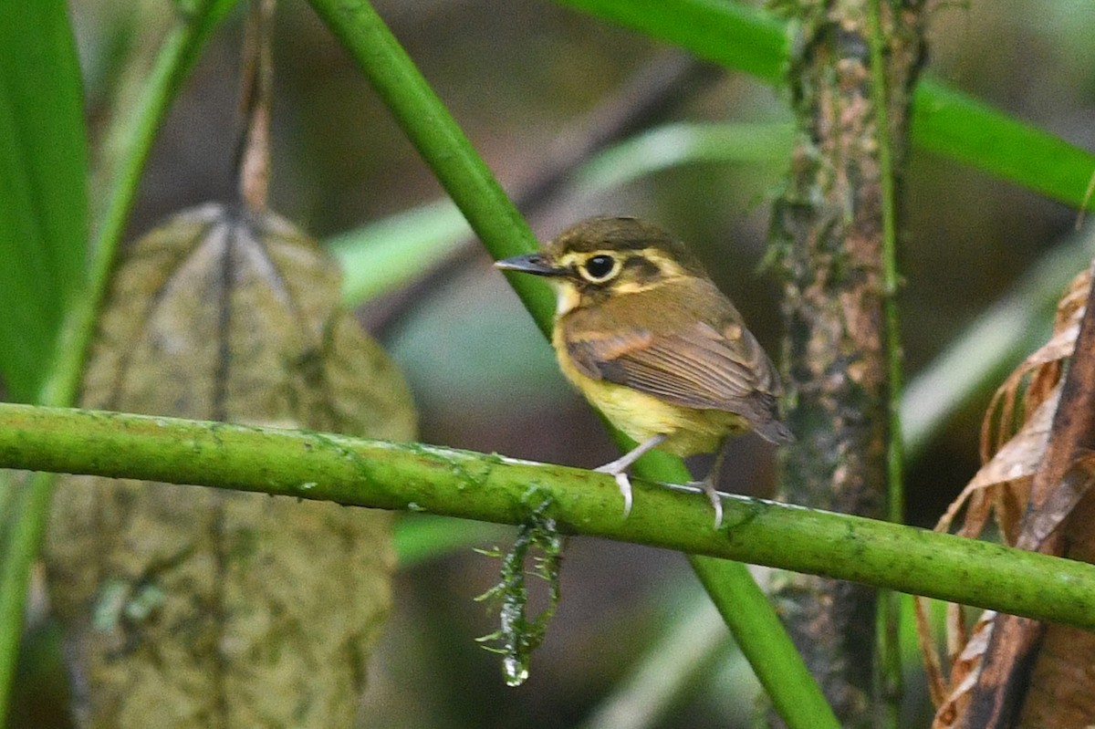 White-throated Spadebill - ML202494691