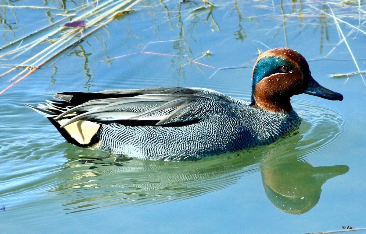 Green-winged Teal - Ains Priestman