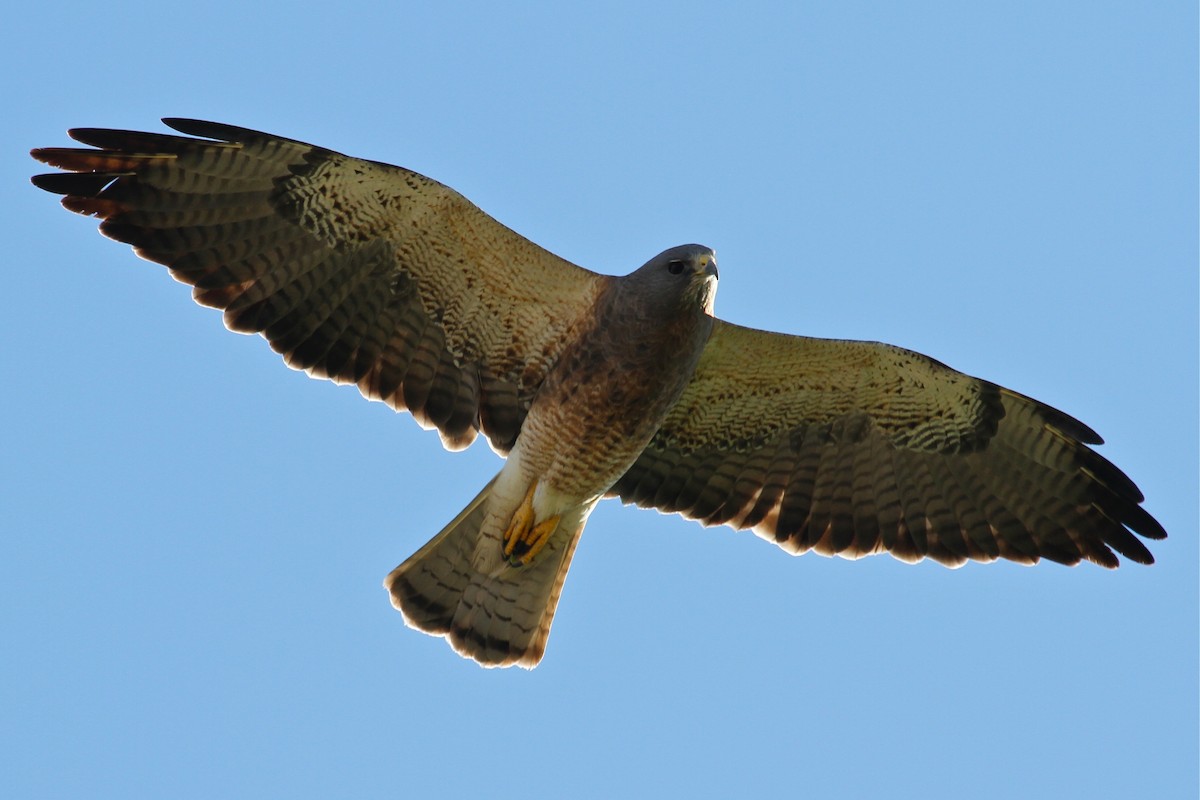 Swainson's Hawk - Daniel Tinoco