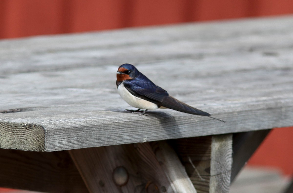 Barn Swallow - ML202501241
