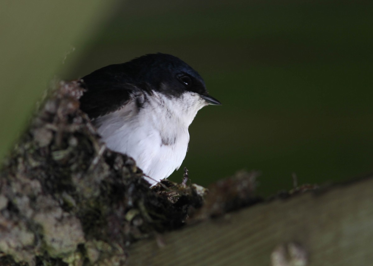 Western House-Martin - ML202501261