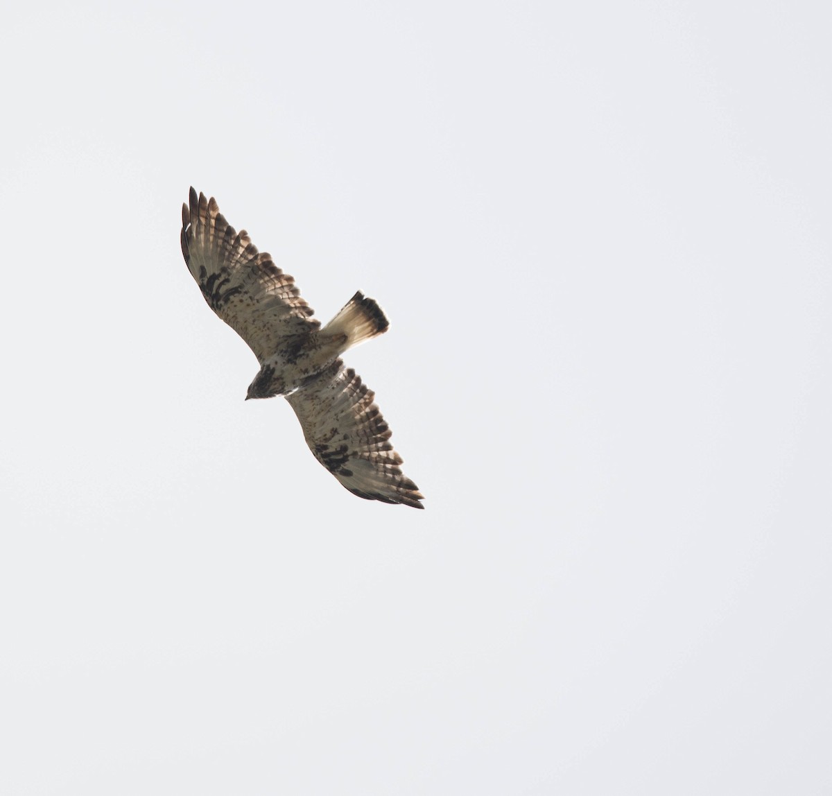 Rough-legged Hawk - ML202502281