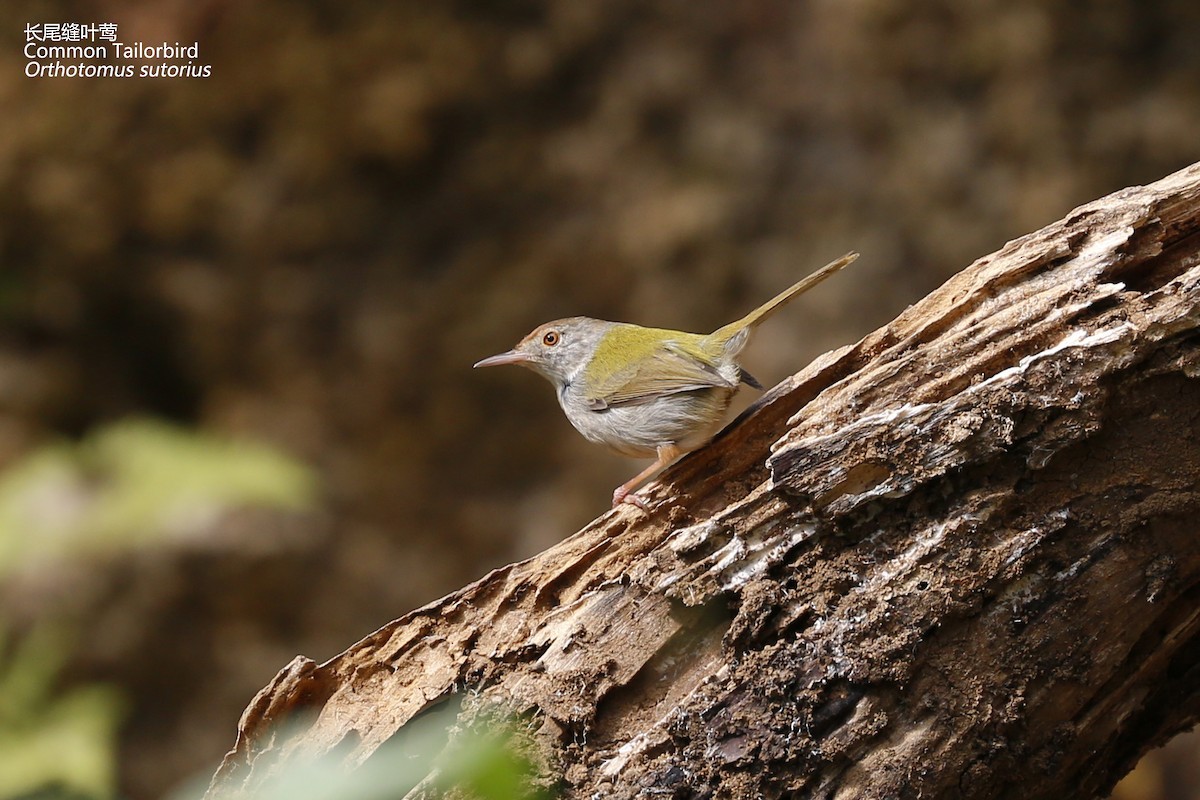 Common Tailorbird - ML202503631