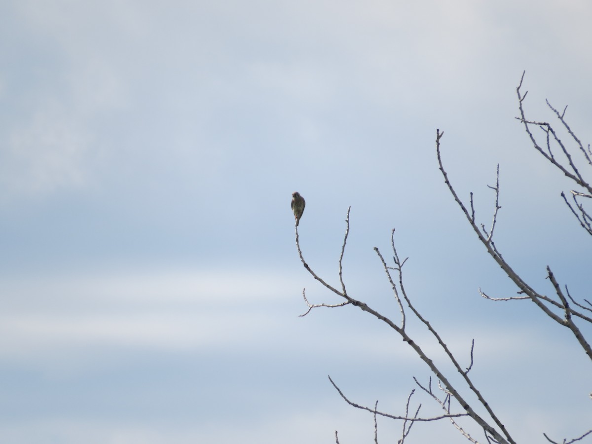 American Kestrel - ML202505111