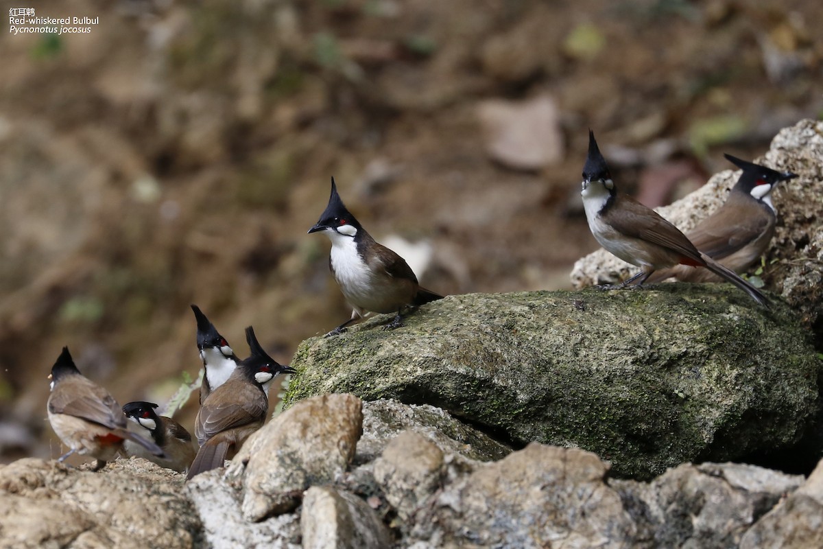 Red-whiskered Bulbul - Zhen niu