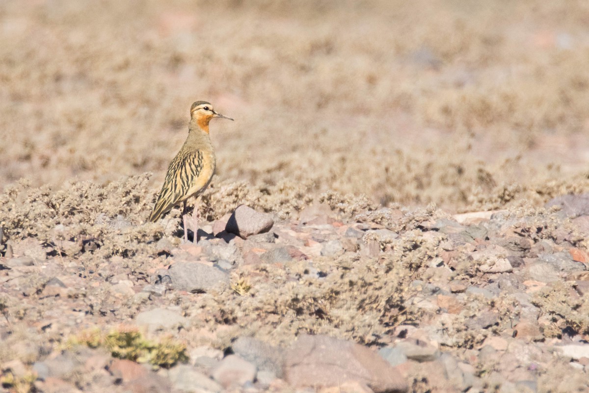 Tawny-throated Dotterel - ML202508871