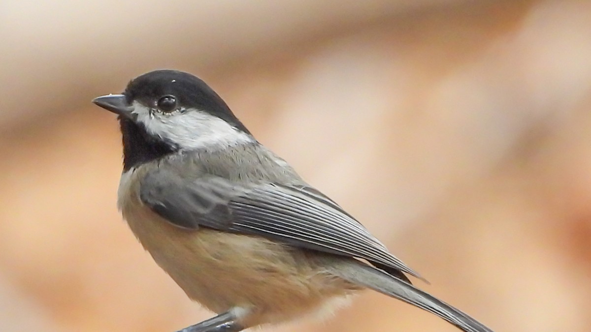 Carolina Chickadee - David Hebert