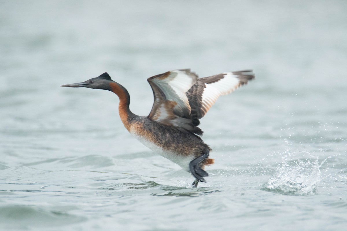 Great Grebe - ML202514231