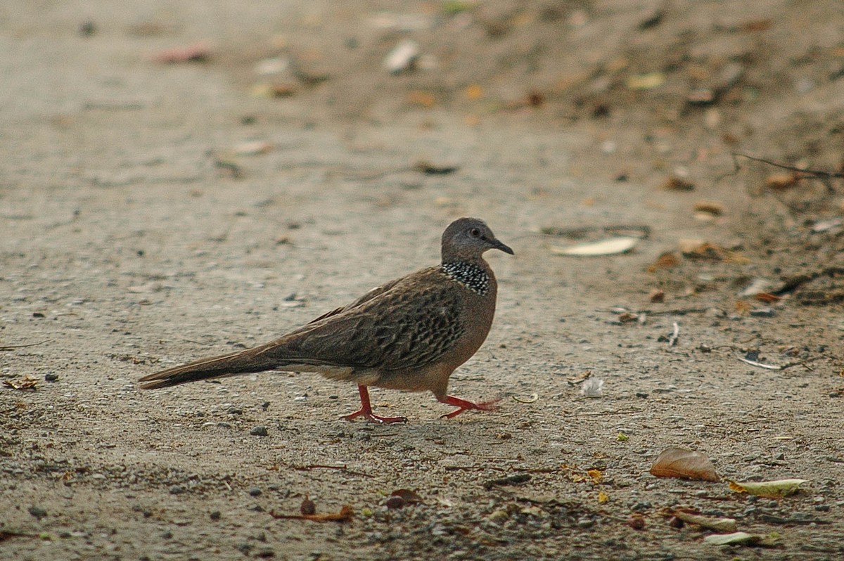 Spotted Dove - ML202514401