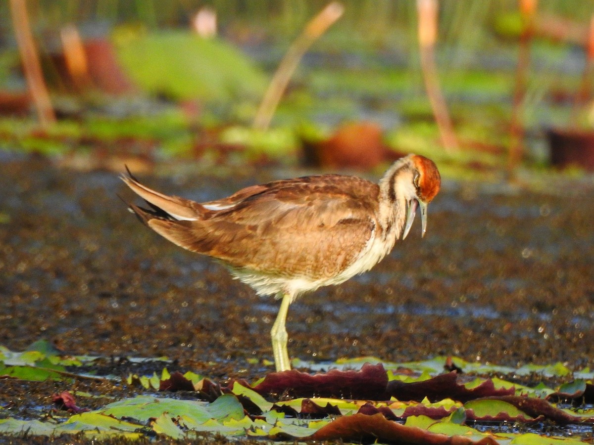 Pheasant-tailed Jacana - Afsar Nayakkan